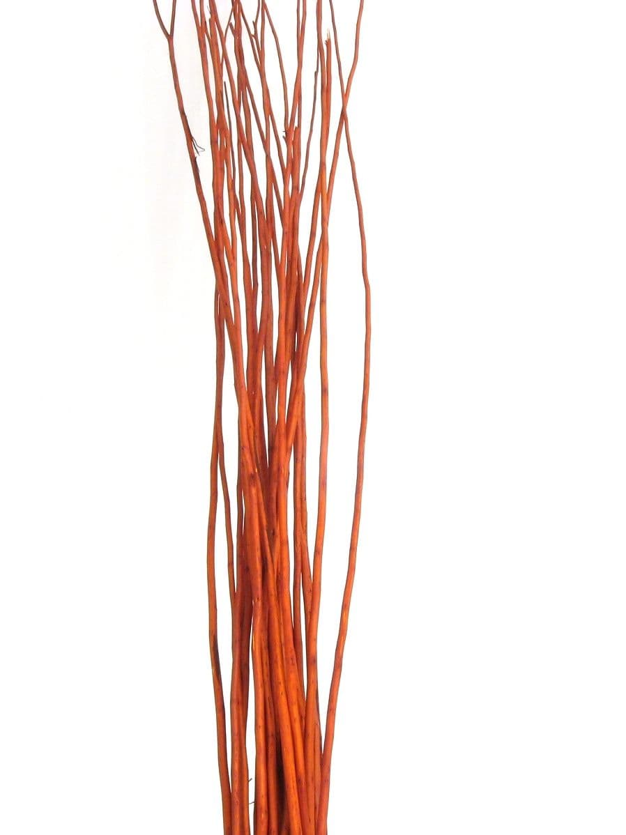 Flame Willow Red Medium 48"-60"