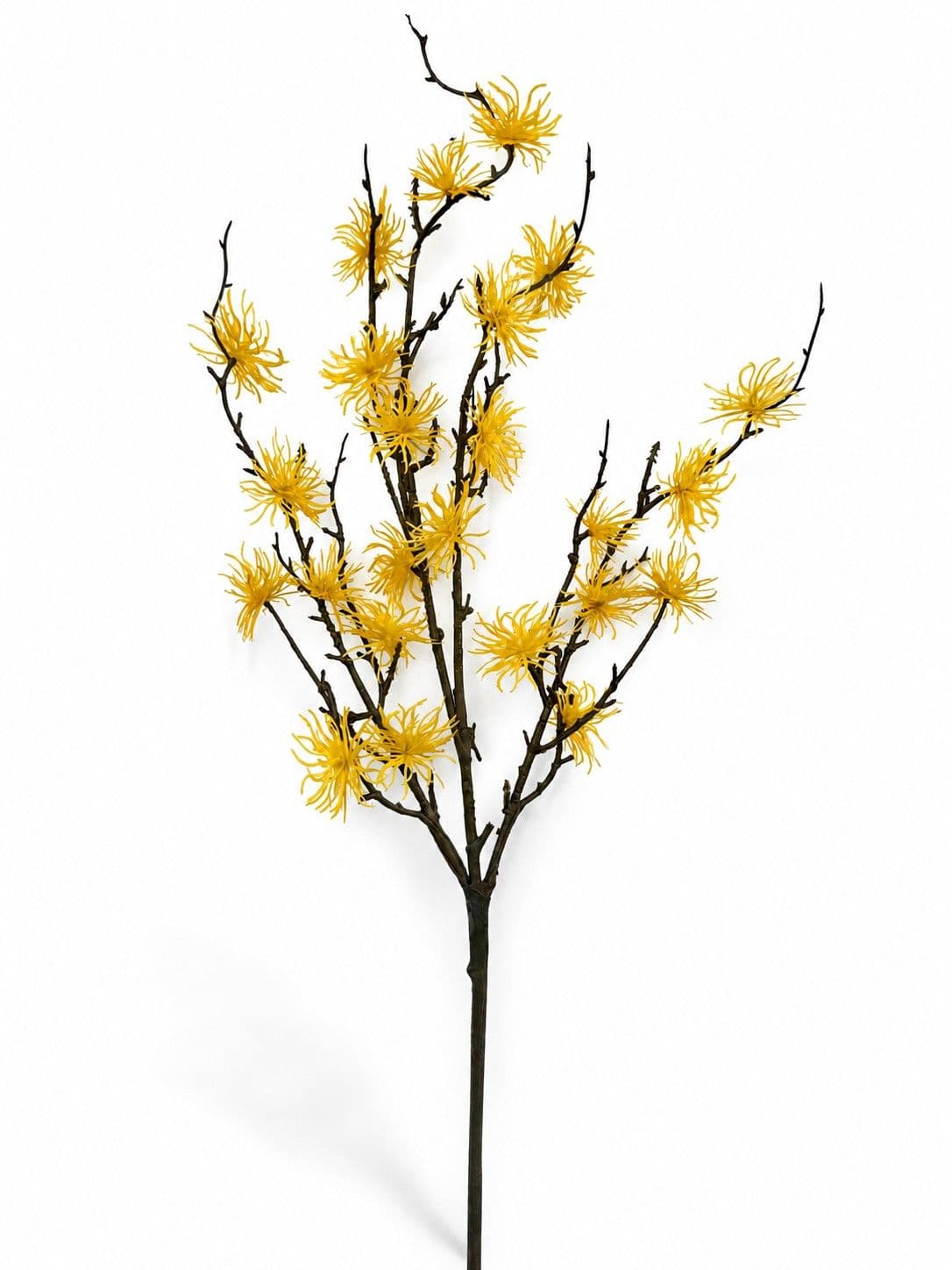 Witch Hazel Branch 32"