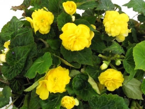 Begonia Non Stop Yellow
