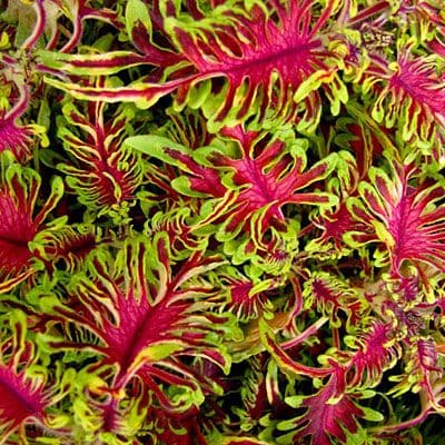 Coleus Under The Sea Bonefish