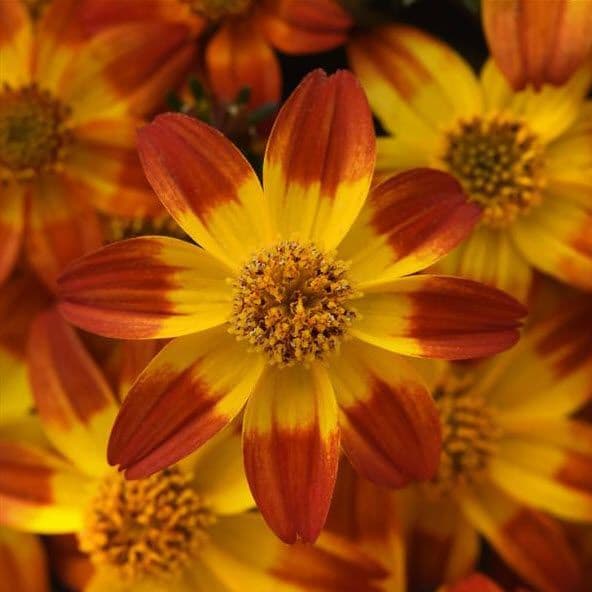 Bidens Bee Alive