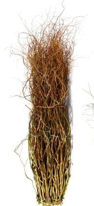 Curly Willow Tips Green 36"-40"