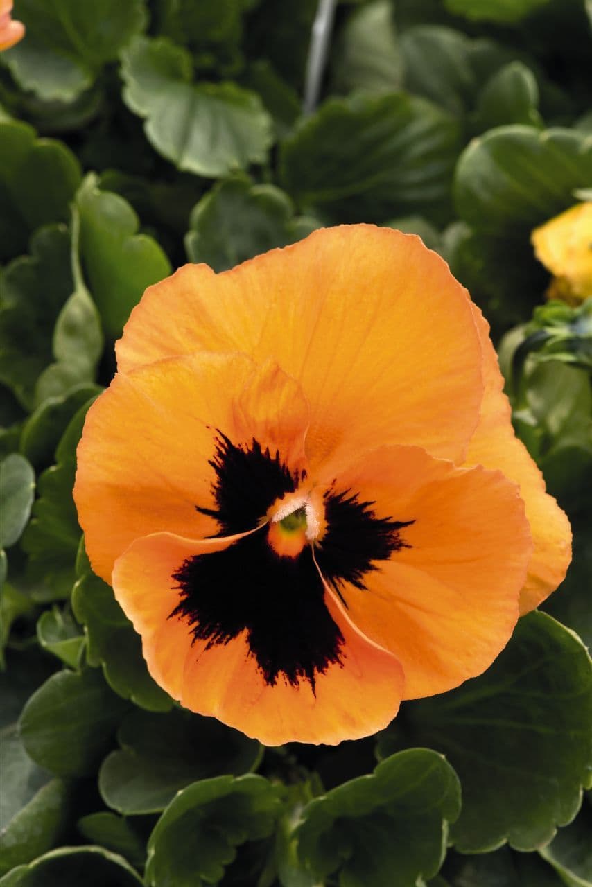 Pansy Inspire Orange w/ Blotch