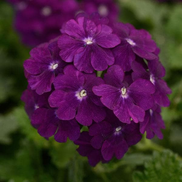 Verbena Firehouse Purple