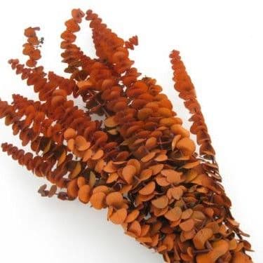 Eucalyptus Preserved Orange Bunch