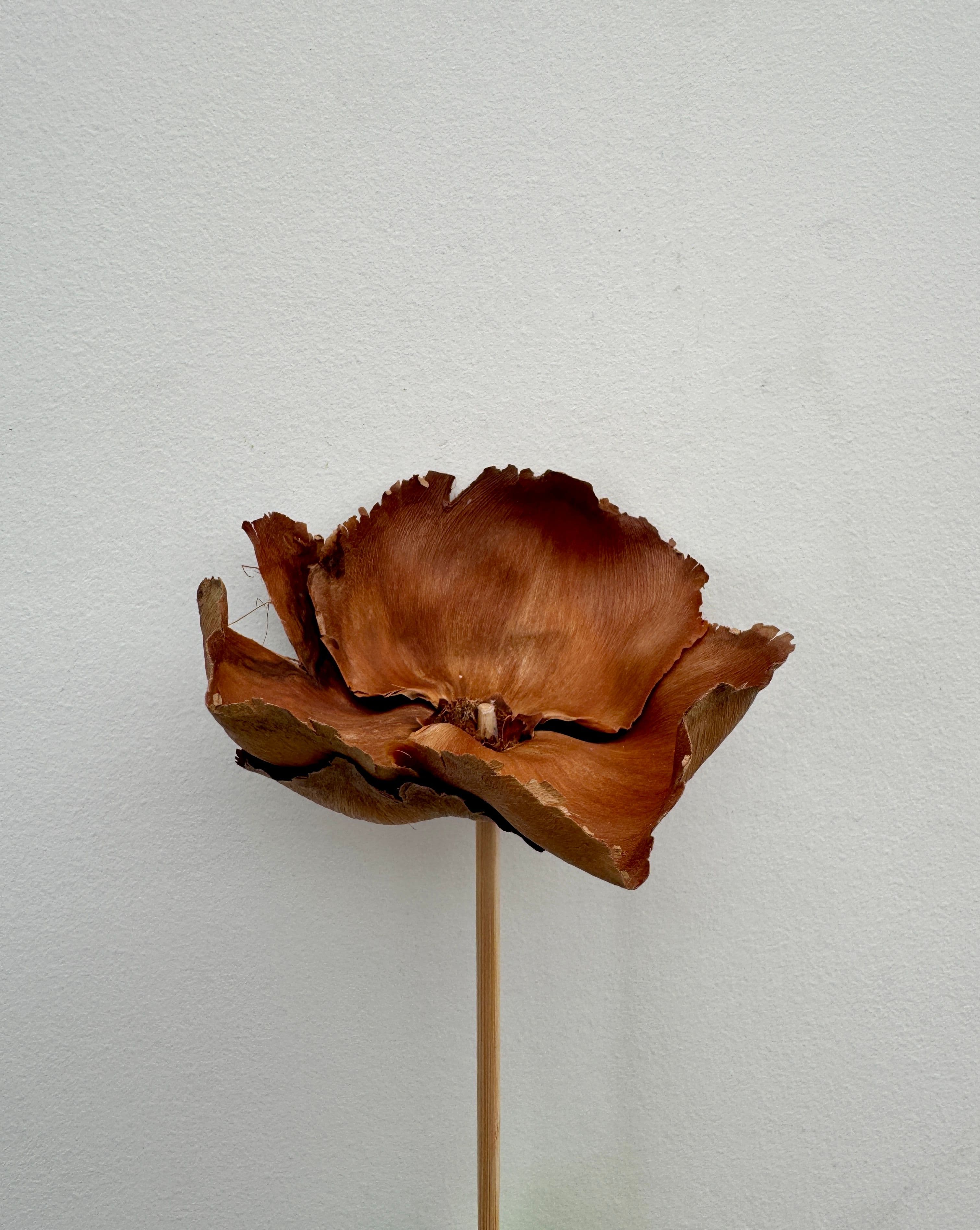 Palm Flower Dried