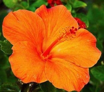 Hibiscus Orange