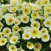 Petunia Bee's Knees