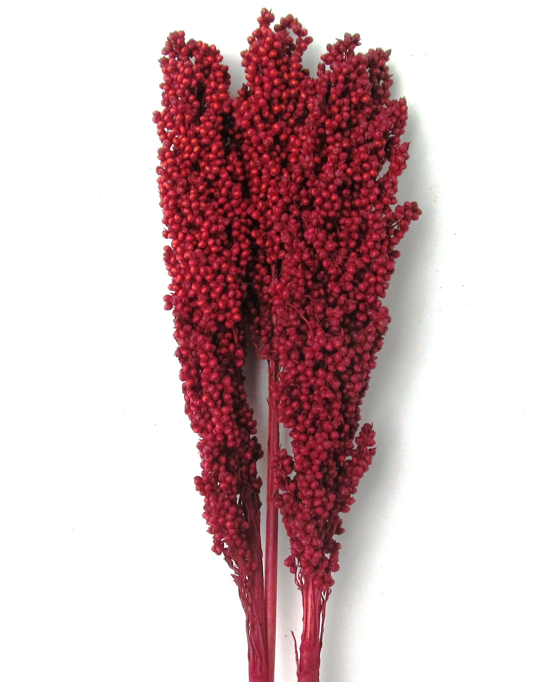 Milo Berries Red 28"