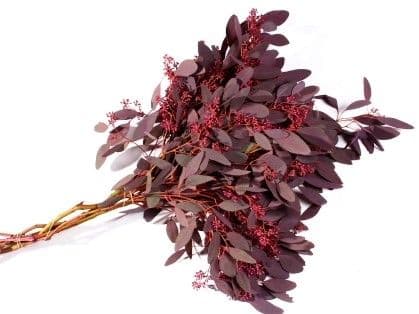 Eucalyptus Seeded Red Bunch