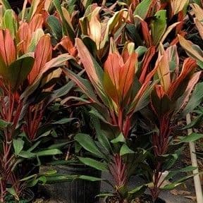 Cordyline Jackie