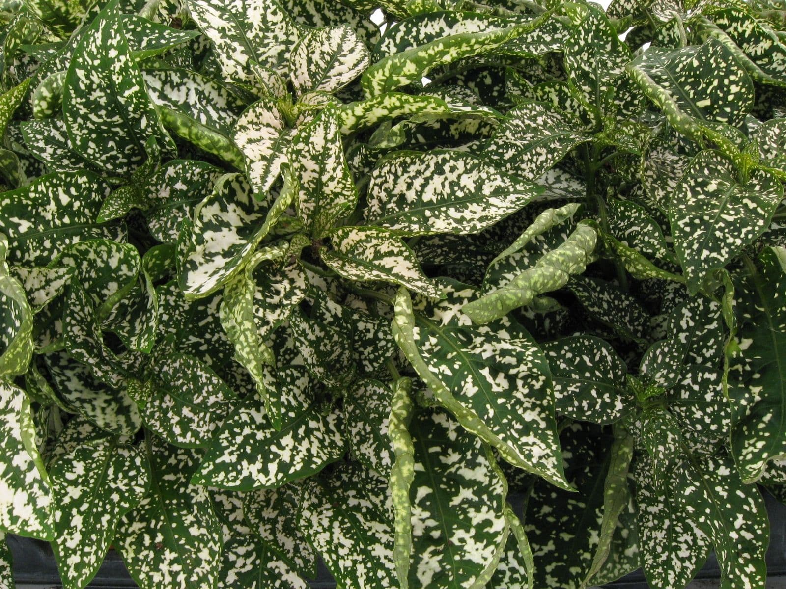 Polka Dot Hypoestes Splash White