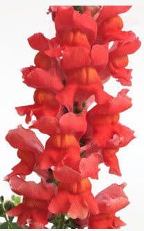 Snapdragon Snaptastic Orange Flame