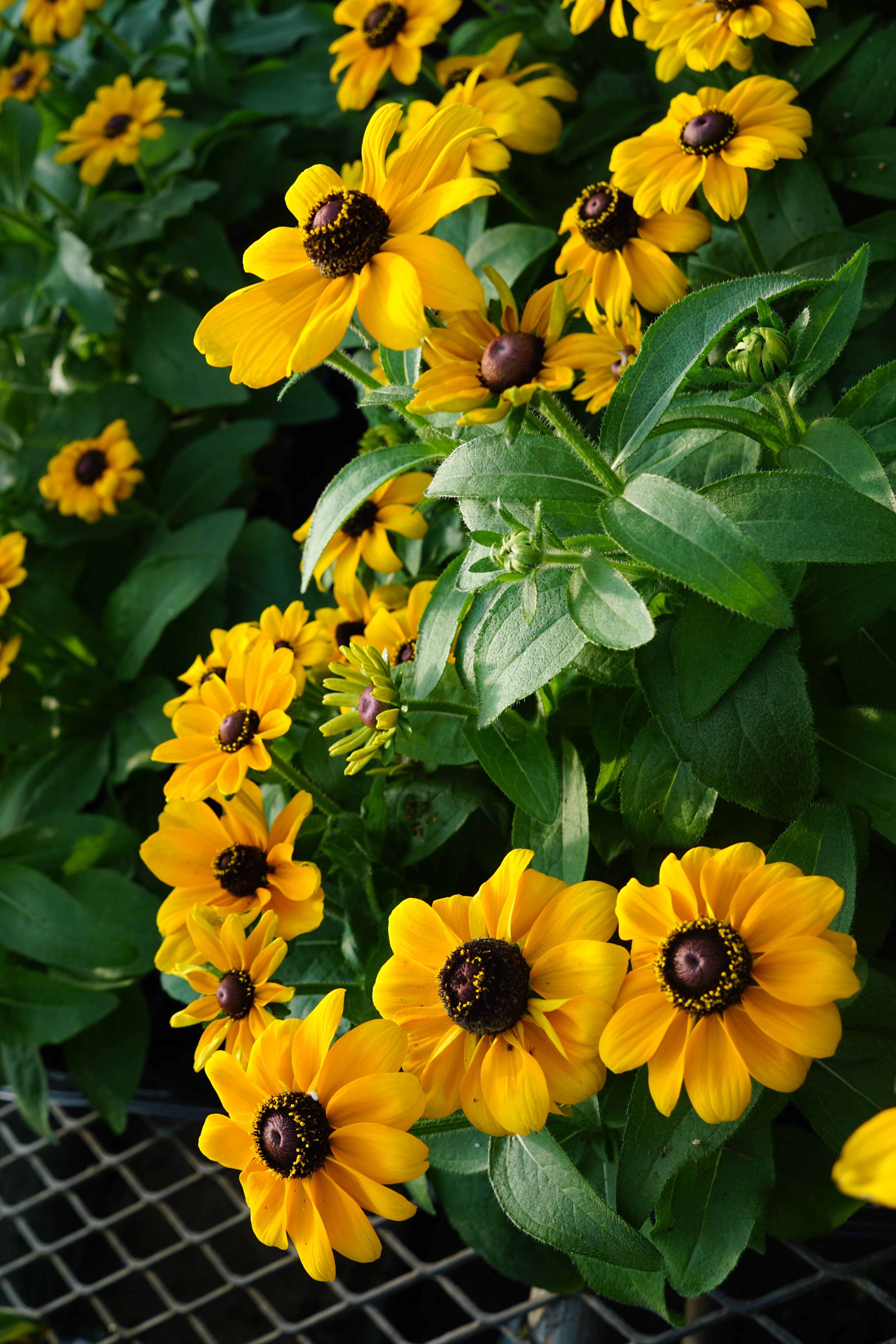 Rudbeckia Toto Gold
