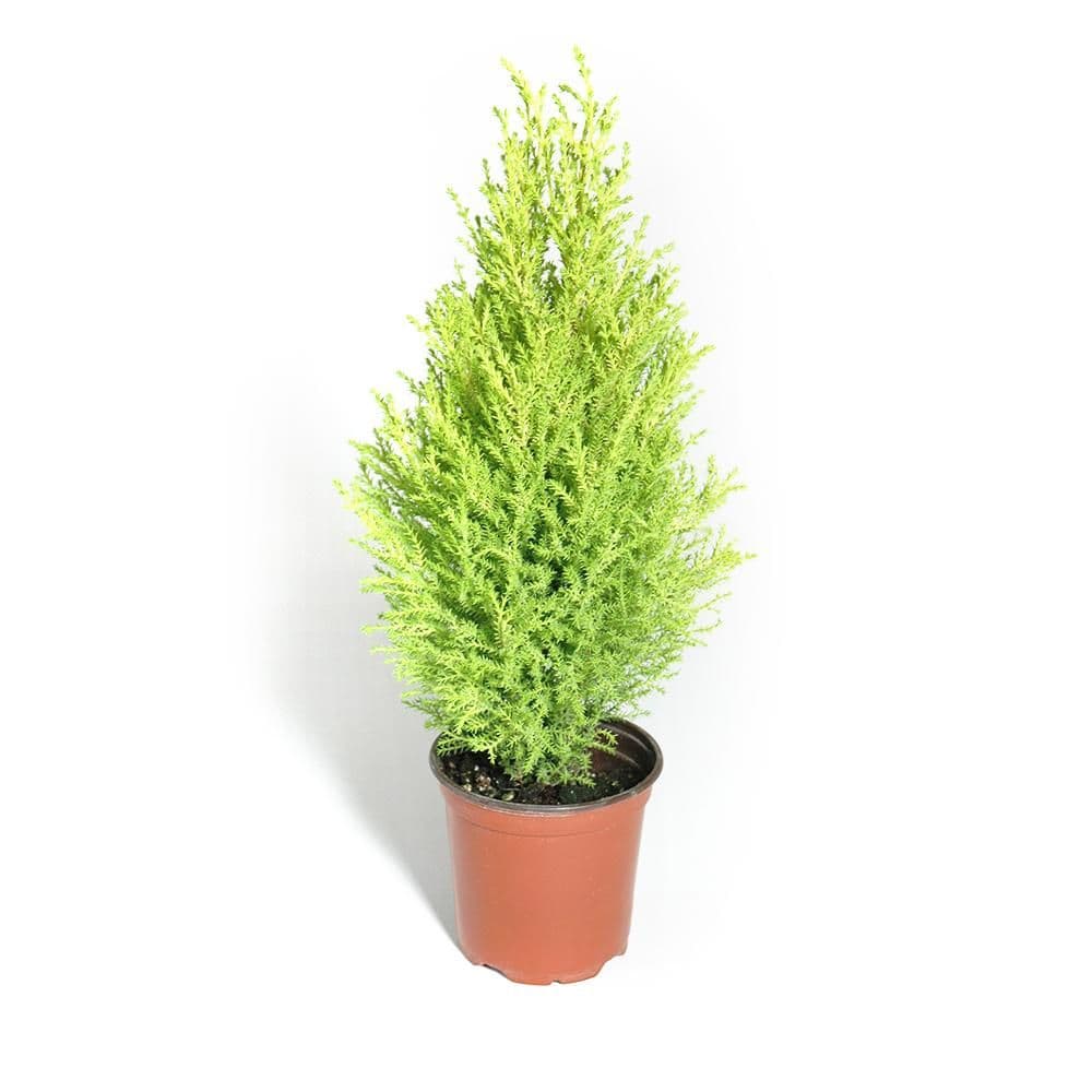 Cypress Lemon