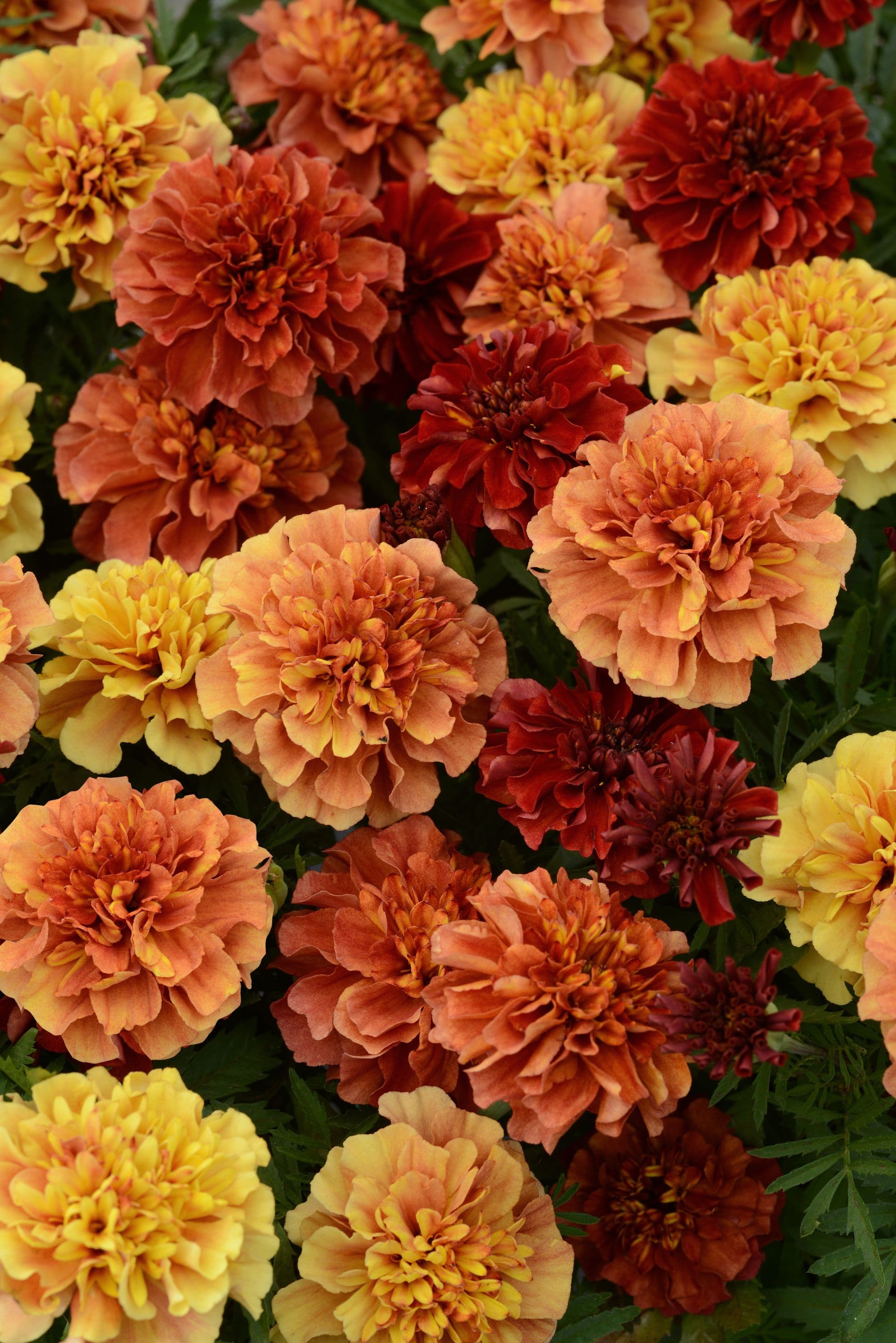 Marigold French Strawberry Blonde