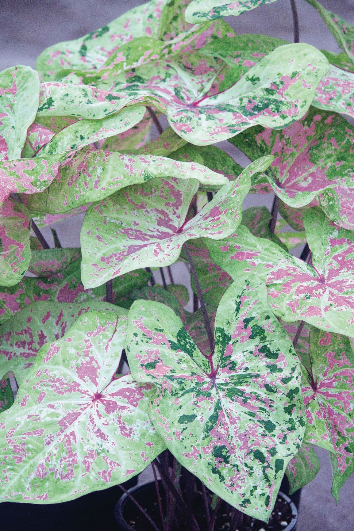 Caladium Seafoam Pink