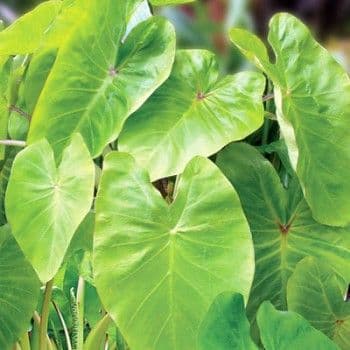 Colocasia Royal Hawaiian Maui Gold