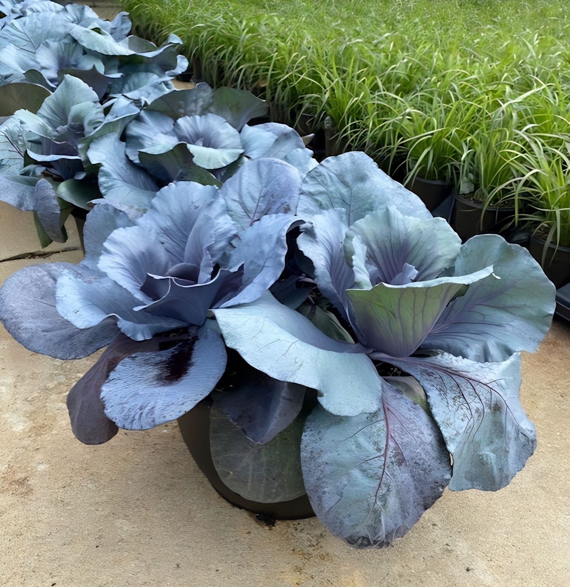 Cabbage Ruby Red Perfection