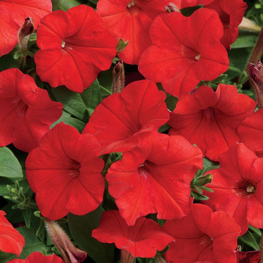 Petunia E3 Easy Wave Red