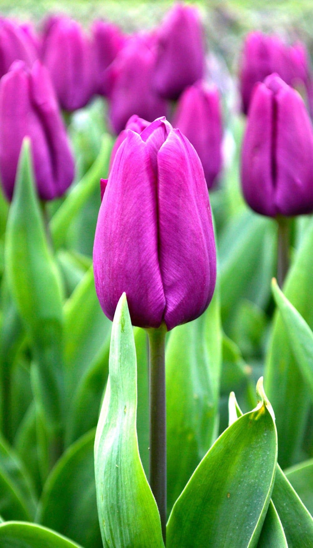 Tulip Purple 6 Bulbs/Pot