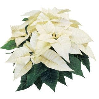 Poinsettia White