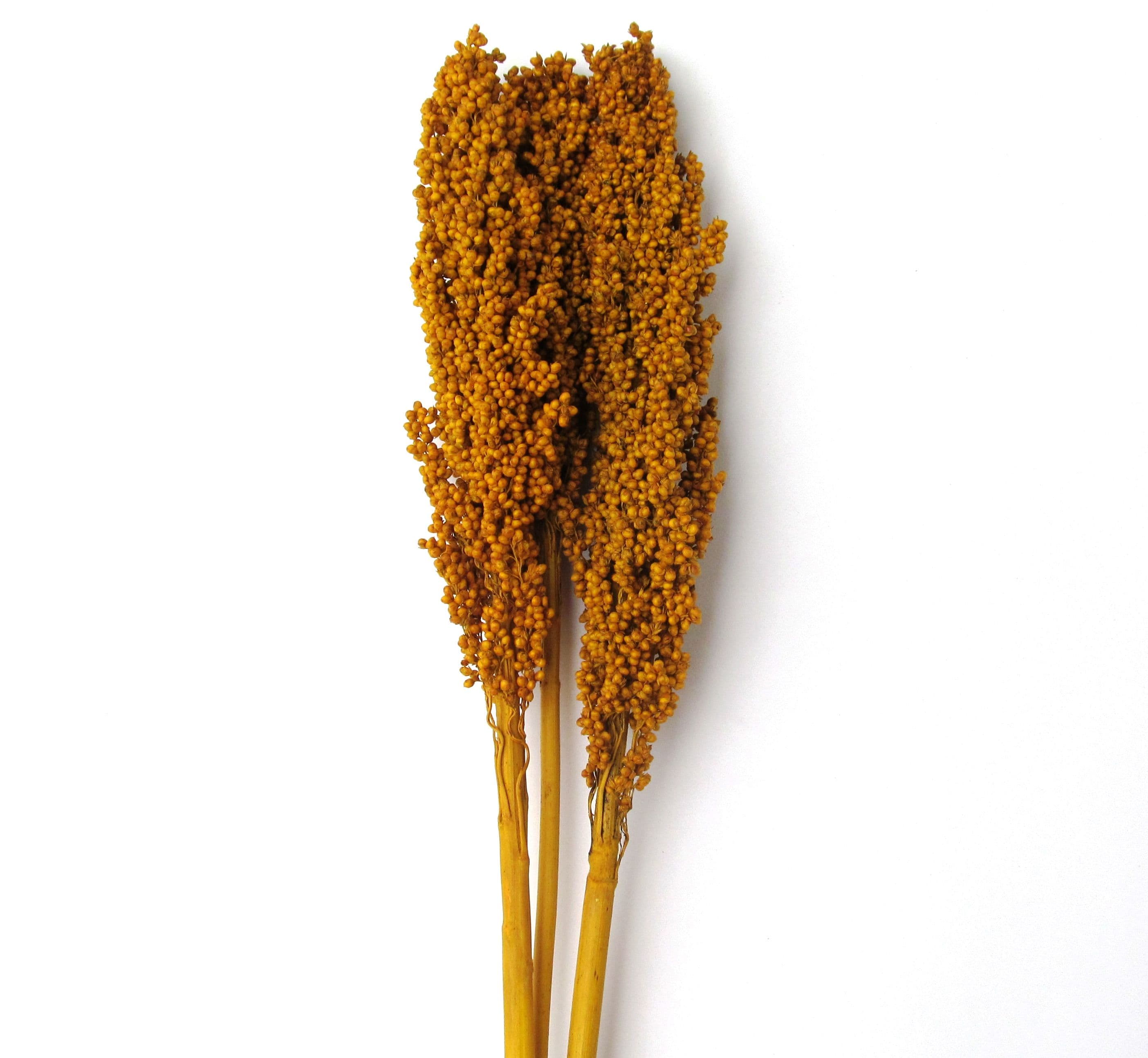 Milo Berries Yellow 28"