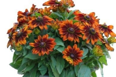 Rudbeckia Sunbeckia Sarah