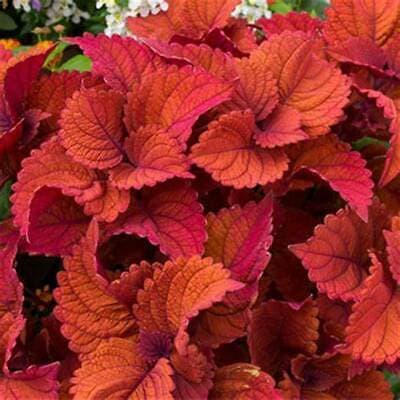 Coleus Inferno