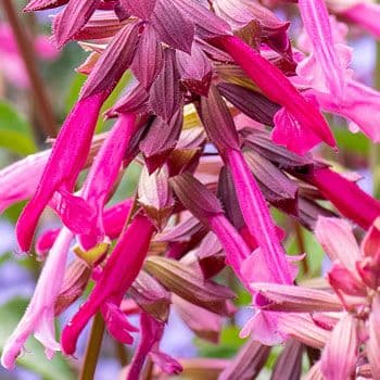 Salvia Skyscraper Dark Purple