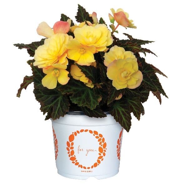 Begonia Iconia Bacio Lemon