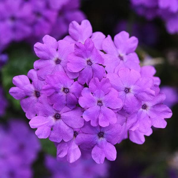 Verbena Firehouse Grape