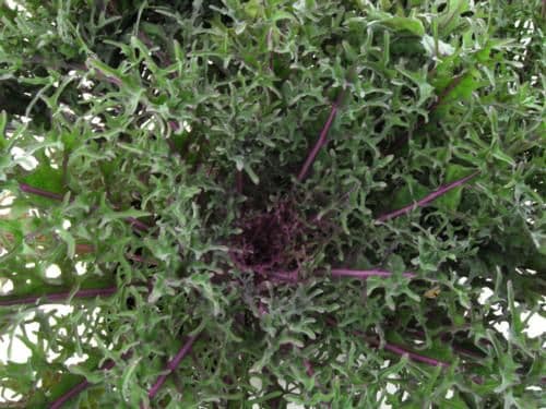 Kale Peacock Red