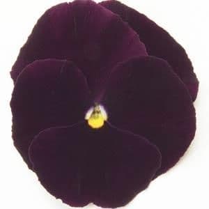 Pansy Matrix Purple