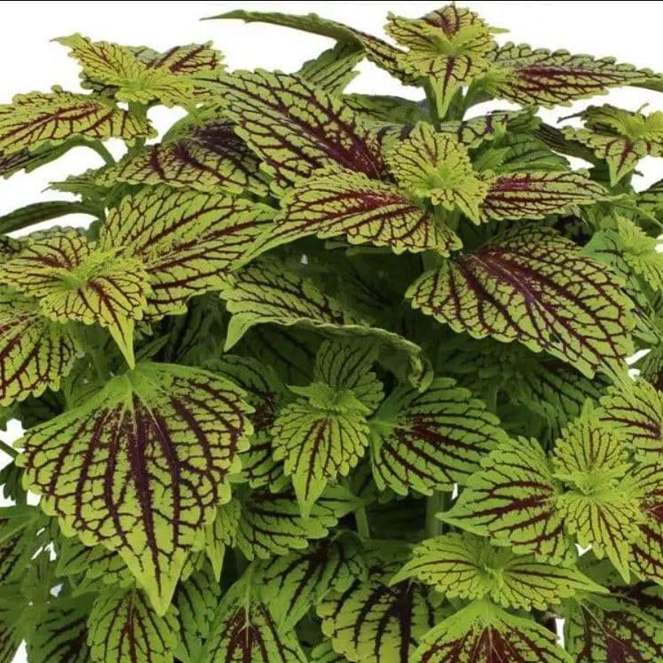 Coleus Terrascape Solar Fire