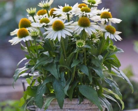 Echinacea SunMagic Vintage Pearl White