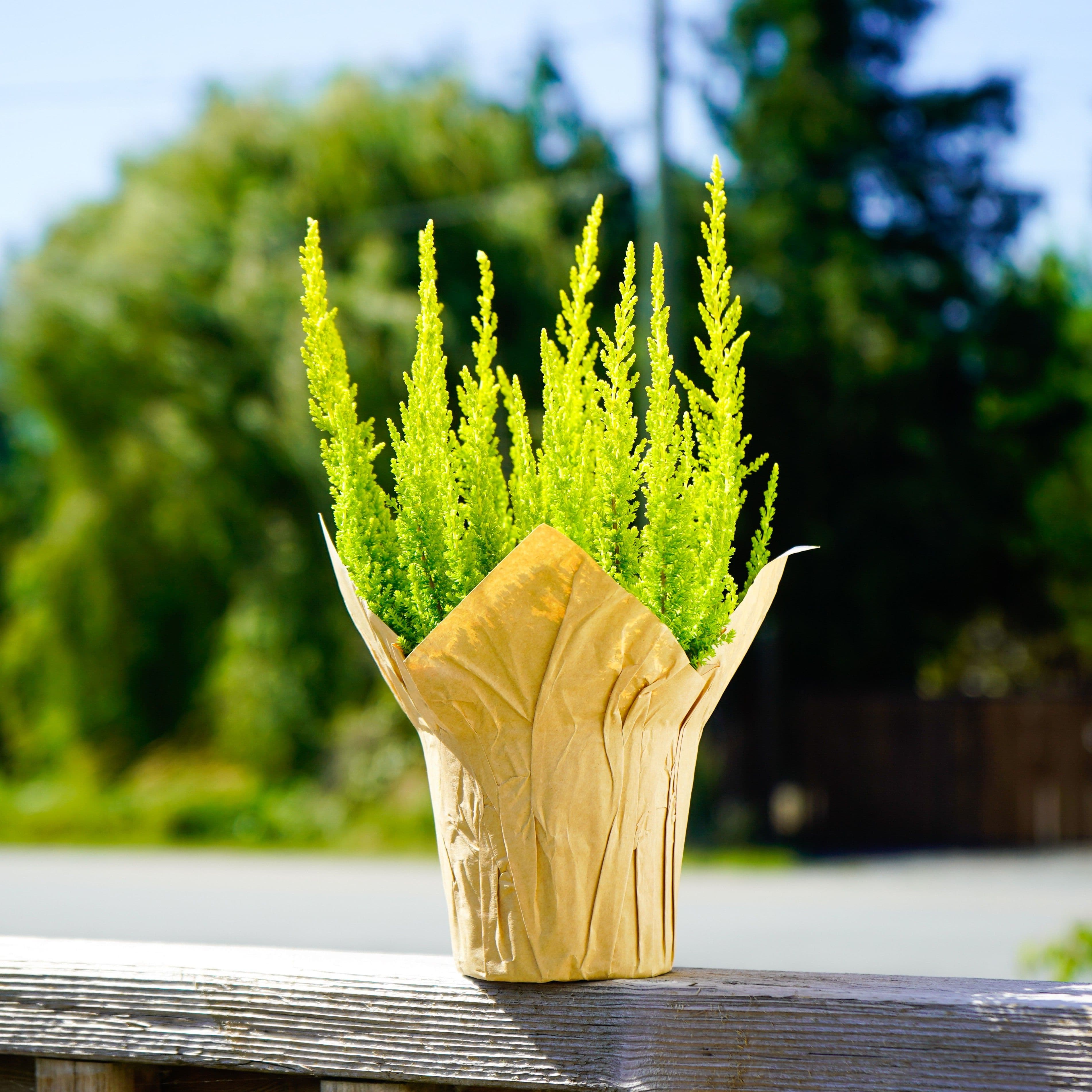 Calluna Chartreuse Skyline