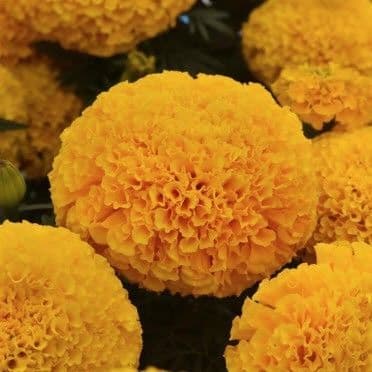 Marigold Marvel II Gold