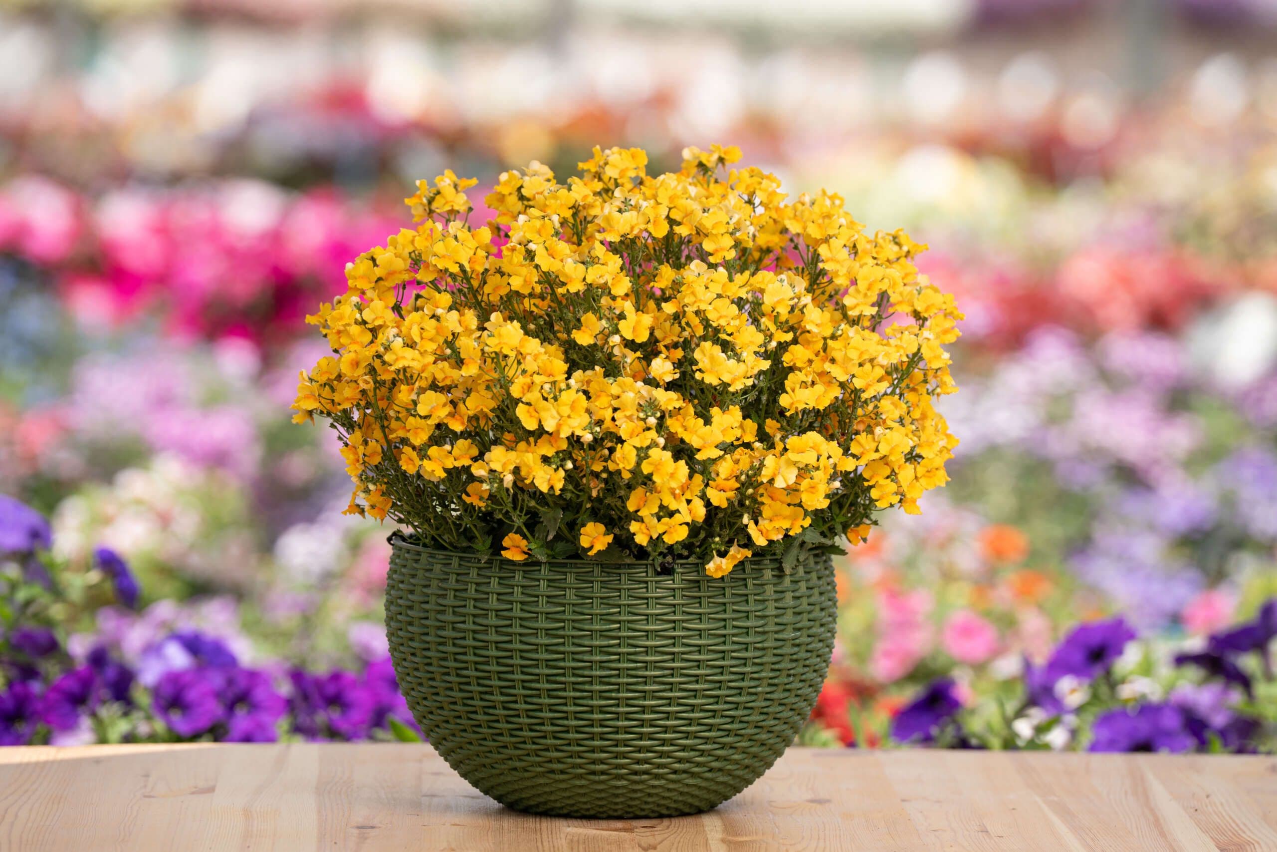 Nemesia Nesia Gold