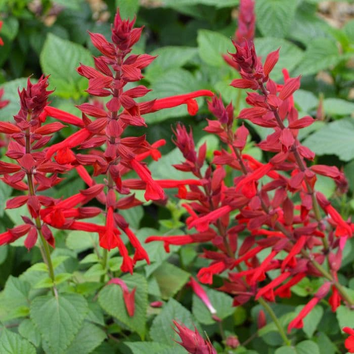 Salvia Roman Red