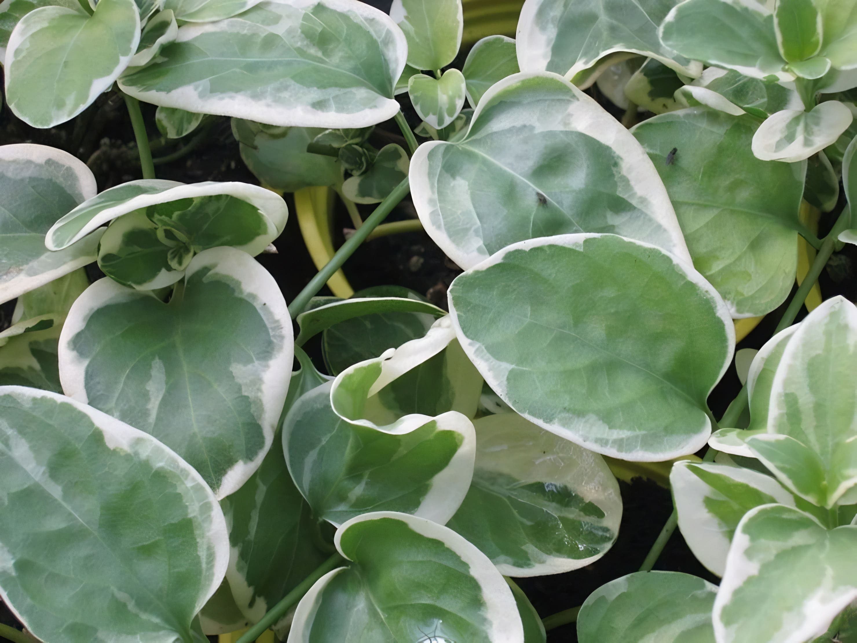 Vinca Vine Variegated Green/White