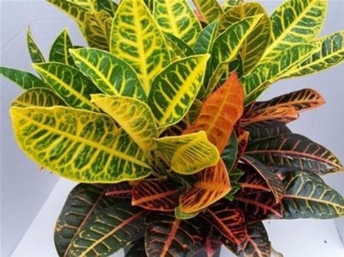 Croton Petra