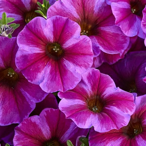 Petchoa SuperCal Premium Rose Star