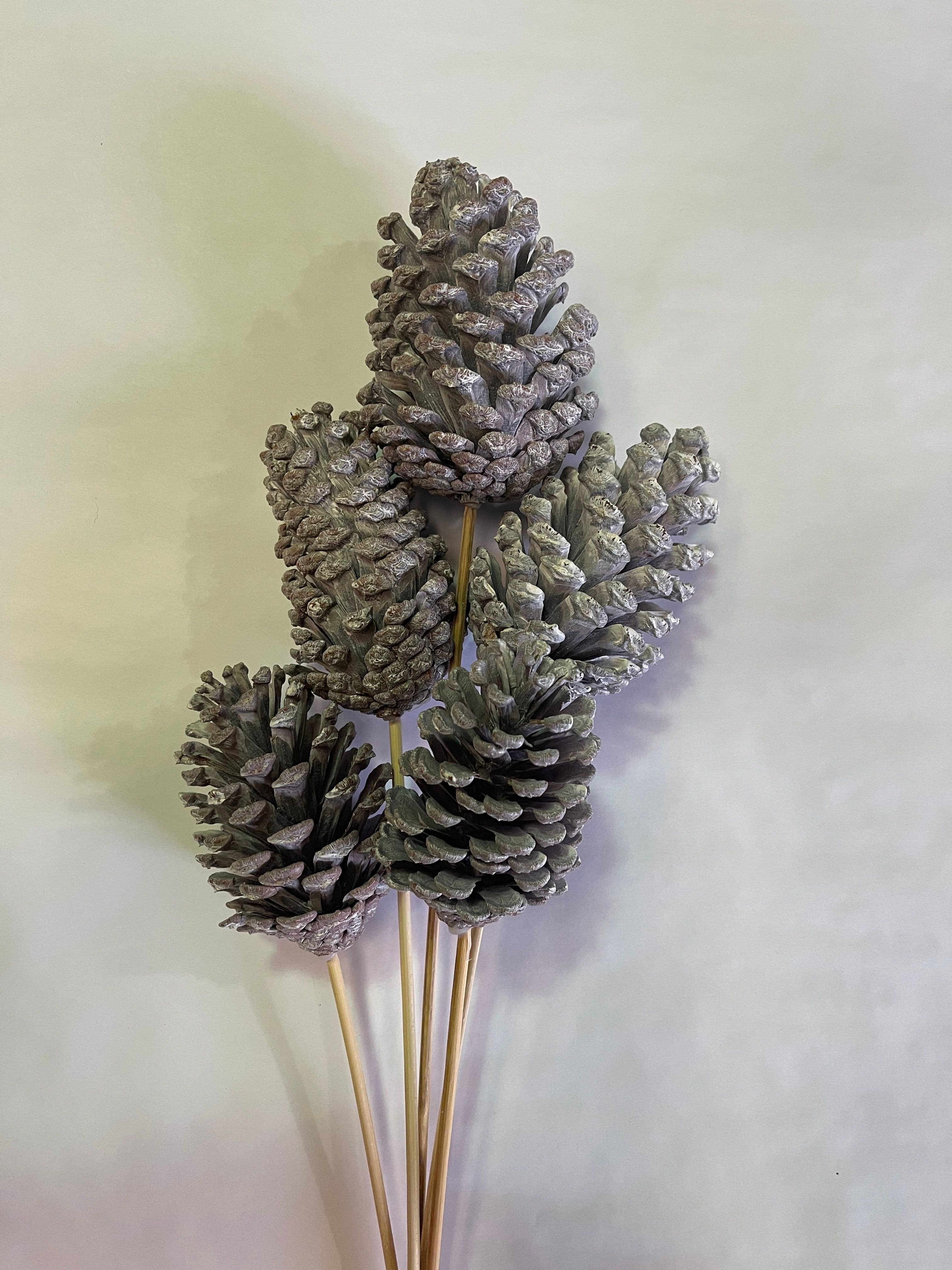 Pine Cone Large White Wash