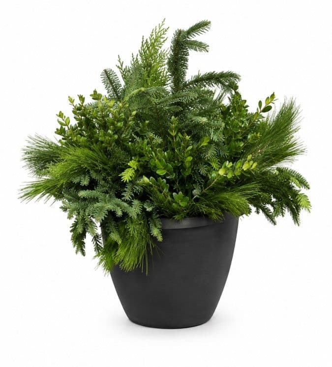 Winter Container Classic