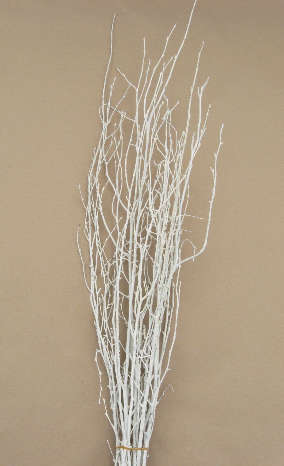 Birch Large Painted White 40"-48"