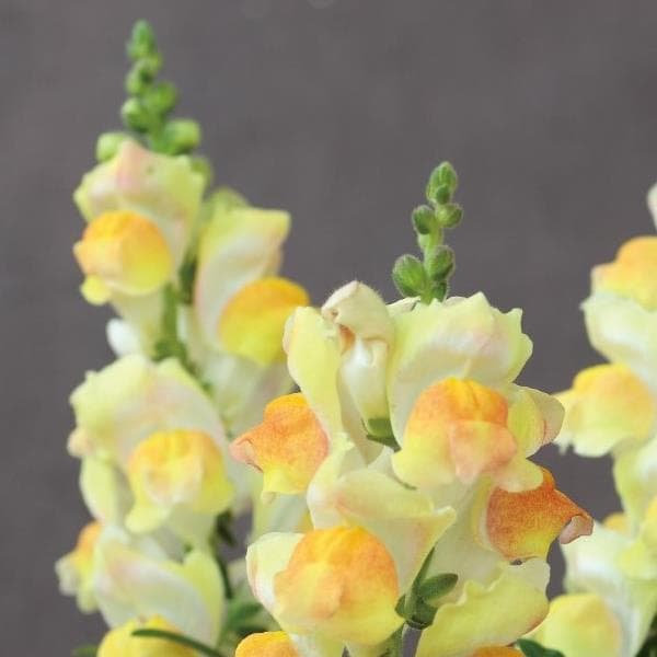 Snapdragon Candy Tops Champagne