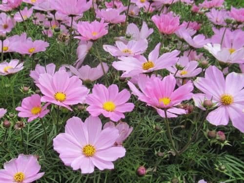 Cosmos Sonata Pink