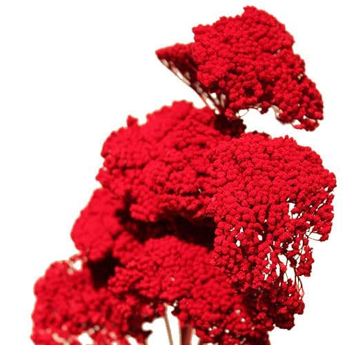 Yarrow Dried Bright Red