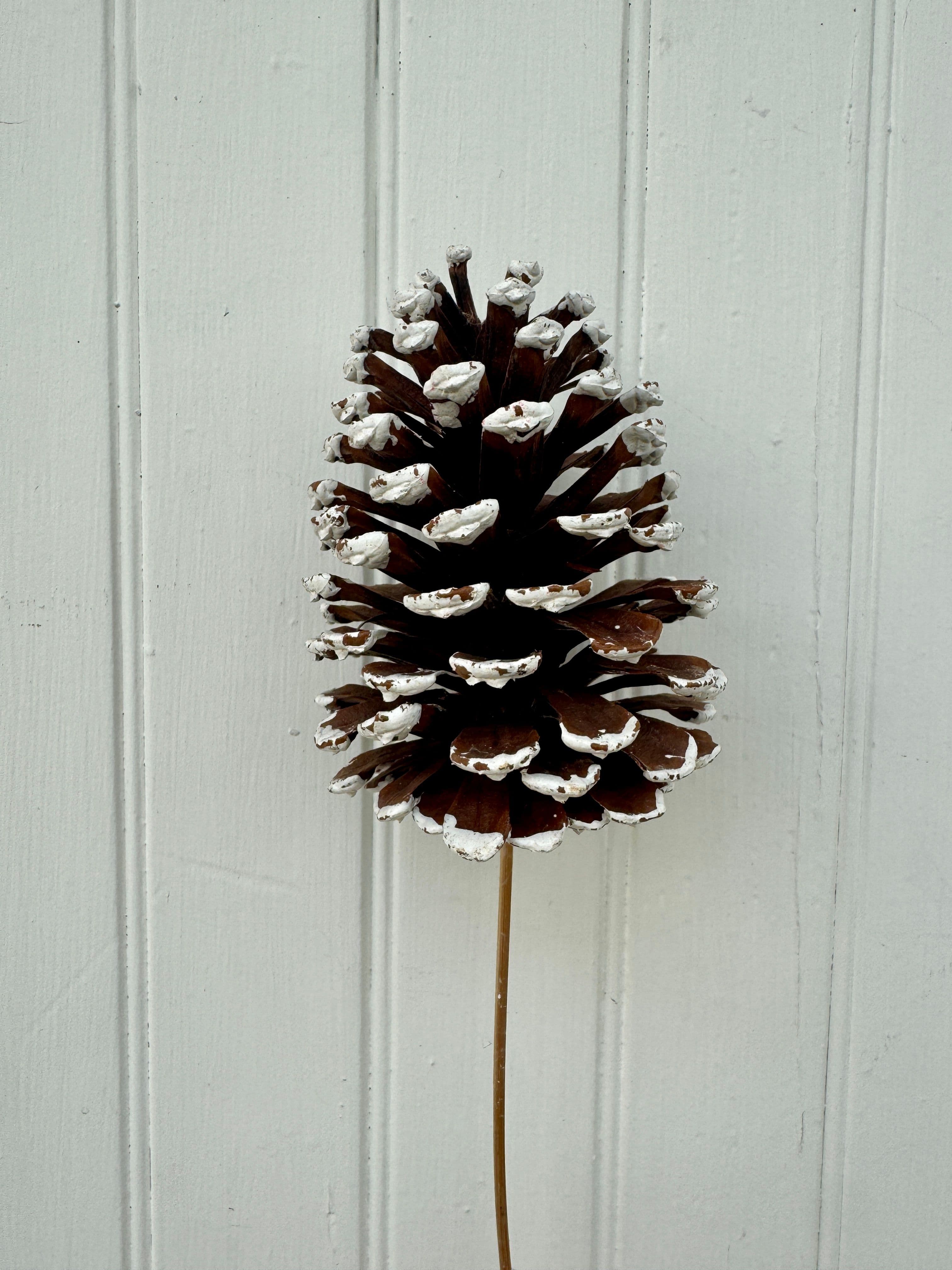 Pine Cone Reg Natural W/White Tip